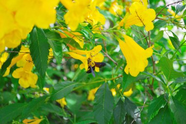 Sarı çiçekler ve Marangoz arılar
