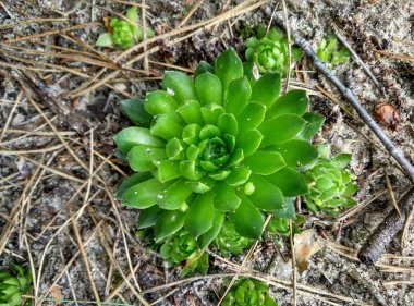 kaktüs üstten sulu