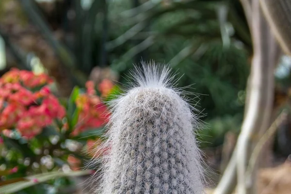 bir taraftan kaktüs sulu görünümü