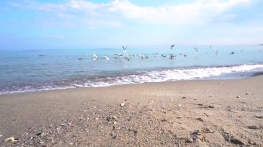 Denizde uçan martı sürüsü, mavi gökyüzü, kumdan manzara
