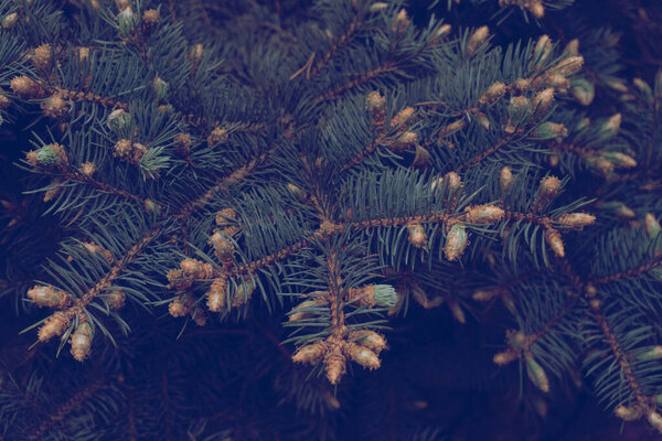 Closeup at green tree branches of spruce with buds, copy space, toned,