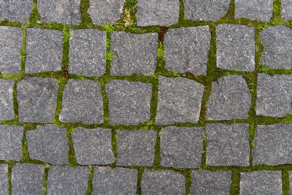 緑の苔を持つ灰色の壁の背景 — ストック写真