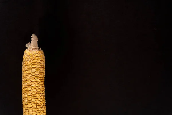 Primer plano en la parte de maíz seco amarillo mohoso en el fondo negro a la izquierda, —  Fotos de Stock