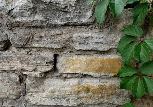 横に異なる大きさと緑の葉の石と壁, — ストック写真