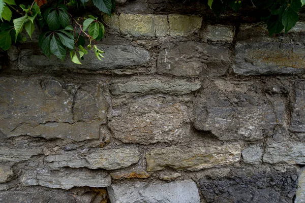 異なるサイズと緑の葉がぶら下がっている古代の茶色の石の背景, — ストック写真