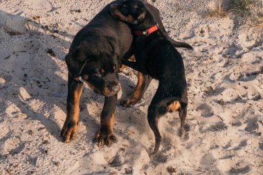 Rottweiler 3 ay boyunca Polonya 'da oynayıp Avrupa' dan gelen kodamanı terk etti.