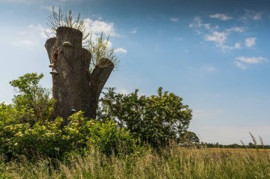 Taze yeşil filizler ve eski bir testere ağacında yetişen mantarlar. Baharda Doğa