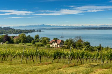 Birnau 'daki hac kilisesinden Constance Gölü' ne İsviçre Alpleri ve arka planda Saentis Dağı ile birlikte üzüm bağlarının görüntüsü. Uhldingen-Muehlhofen, Baden-Wuerttemberg, Almanya