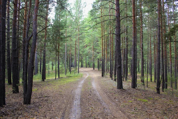 Bosque Karakan Siberia — Foto de Stock