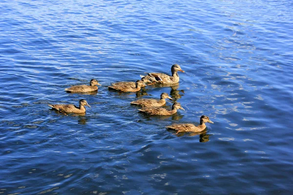 Canard Aux Canetons Nage Sur Lac — Photo