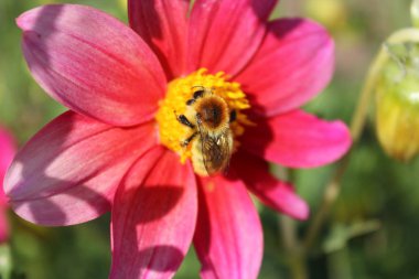 bumblebee bir beautifuautumn helenium l çiçek yakın çekim oturur