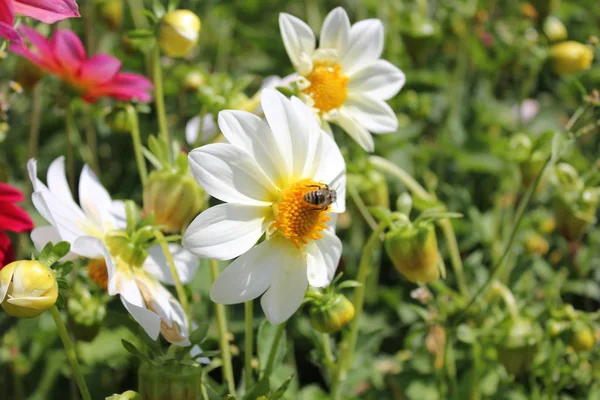 wasp yakın güzel bir çiçek oturur