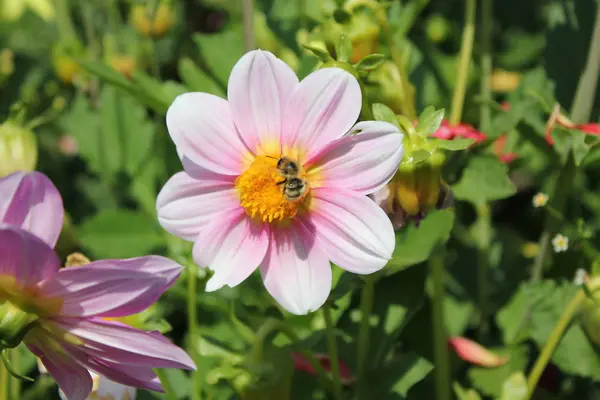 wasp yakın güzel bir çiçek oturur