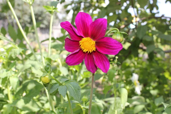 bahçede kırmızı çiçek closeup