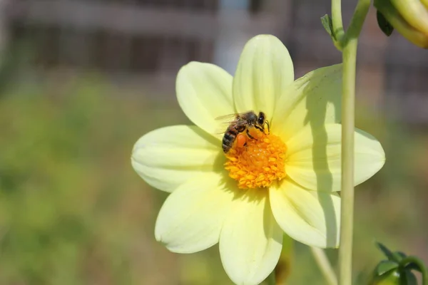 wasp sarı bir çiçek yakın çekim oturur