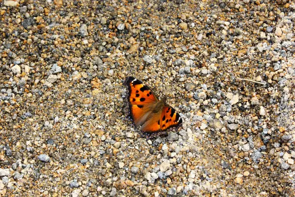 Όμορφη Πεταλούδα Κάθεται Στην Άμμο Στην Παραλία — Φωτογραφία Αρχείου