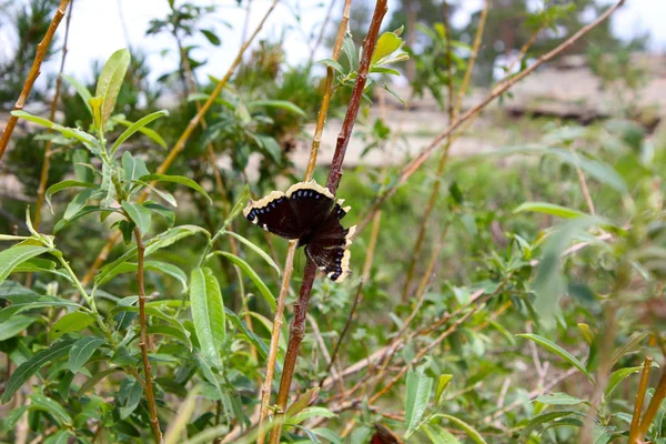 Όμορφη Πεταλούδα Κάθεται Ένα Κλαδί Κοντινό — Φωτογραφία Αρχείου