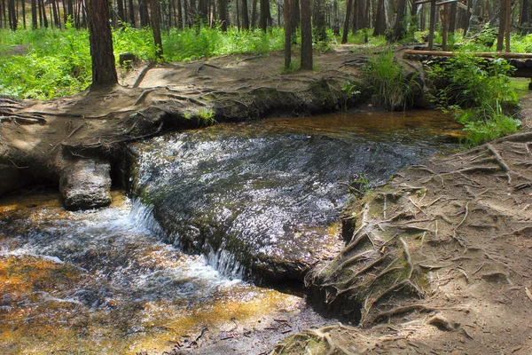 Torrente Con Rapide Scorre Attraverso Una Pineta — Foto Stock