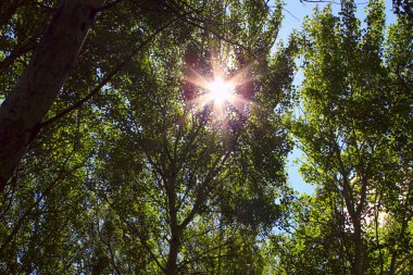 ağaçların yaprakları ile güneş ışınları