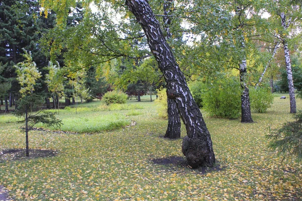 Podzim Parku Svažující Břína — Stock fotografie