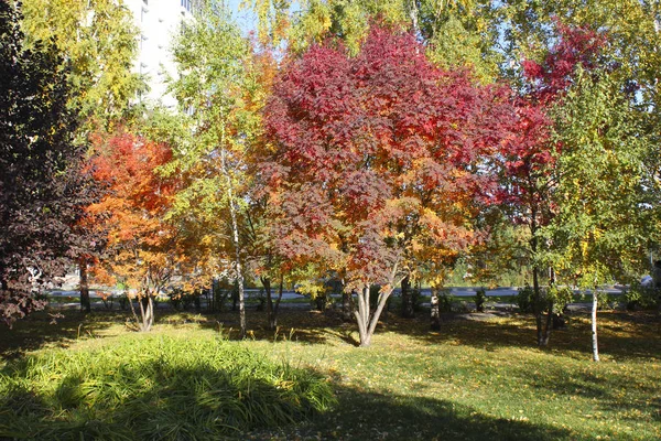 Деревья Красными Желтыми Листьями Парке Осенью — стоковое фото