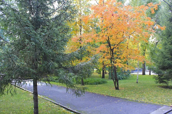 Alberi Con Foglie Rosse Gialle Nel Parco Autunno — Foto Stock