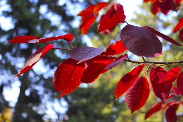 Rama Árbol Con Hojas Color Naranja Brillante Rojo — Foto de Stock