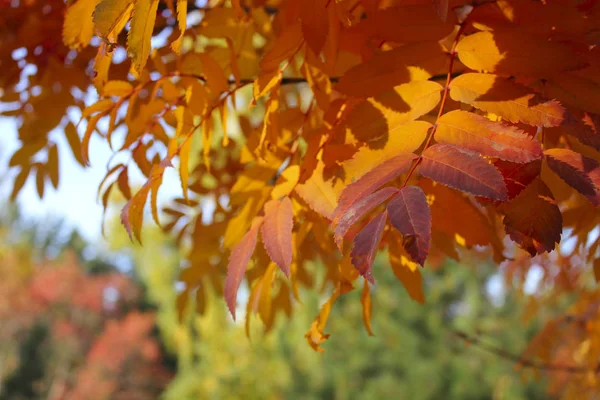 Ветка Дерева Ярко Оранжевыми Красными Листьями — стоковое фото