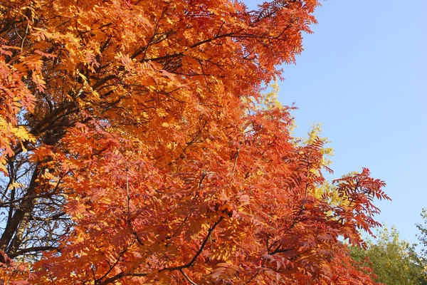 Деревья Красными Оранжевыми Листьями Осенью — стоковое фото