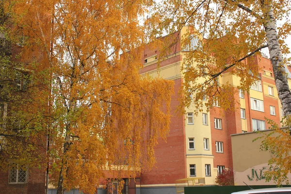 Birken Mit Gelben Blättern Herbst Und Ein Haus Hintergrund — Stockfoto