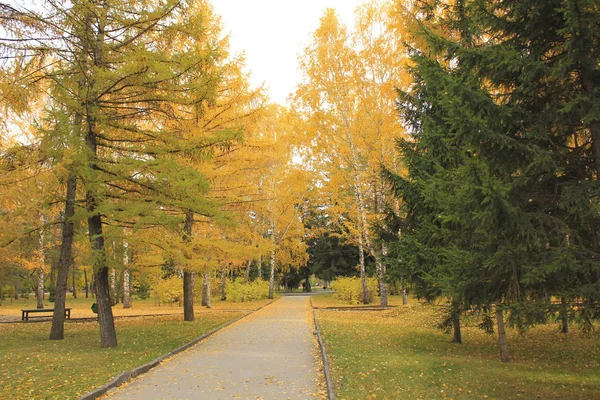 Деревья Парке Красными Желтыми Листьями Осенью — стоковое фото