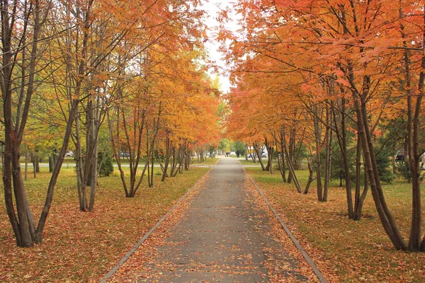 sonbaharda kırmızı, sarı yaprakları ile bir parkta ağaçlar