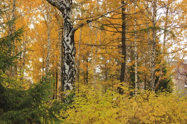 Деревья Парке Красными Желтыми Листьями Осенью — стоковое фото