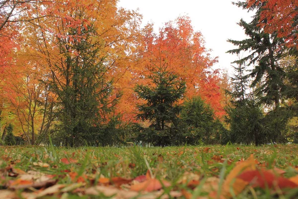 Arbres Dans Parc Aux Feuilles Rouges Jaunes Automne — Photo