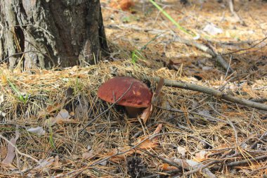 Ormanda yakın plan kahverengi şapkalı beyaz mantar.