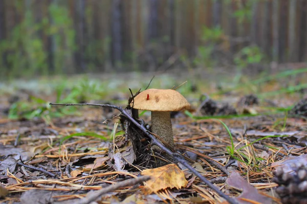 Ciuperci Boletus Într Pădure Pin Aproape — Fotografie, imagine de stoc