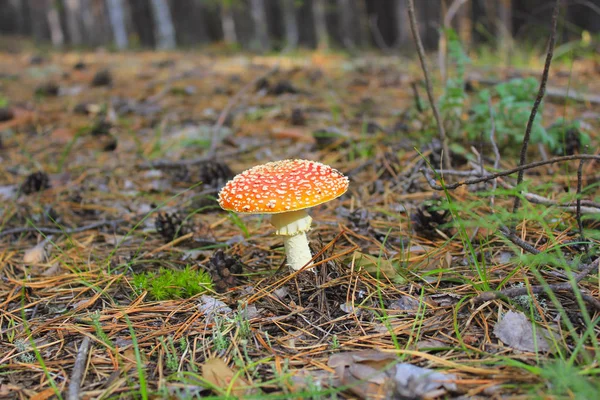 Amanita mushroom in a pine forest close up