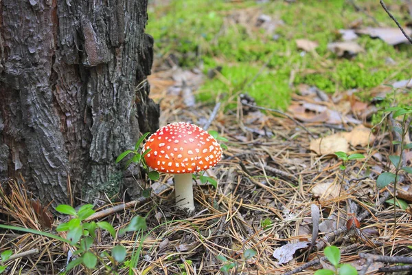 Ciuperci Amanita Într Pădure Pin Aproape — Fotografie, imagine de stoc