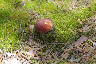 ormanda kahverengi şapkalı bir beyaz mantar