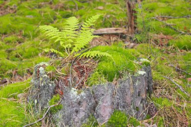 ormanda kütük üzerinde yeşil eğrelti otu