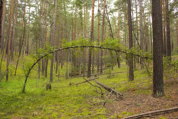 Curvado Árbol Tierra Bosque Pinos — Foto de Stock