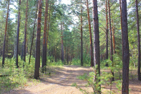 Ancho Camino Través Del Bosque Pinos — Foto de Stock