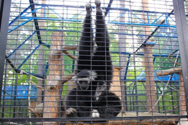 hayvanat bahçesinde kafes tarafından arka bacaklarını tutan maymun