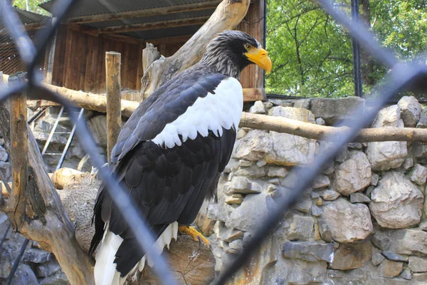 hayvanat bahçesinde bir dal üzerinde oturan kara başlı kartal