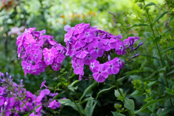 bahçede pembe küçük çiçekler