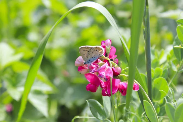 Μπλε Πεταλούδα Ένα Ροζ Λουλούδι — Φωτογραφία Αρχείου