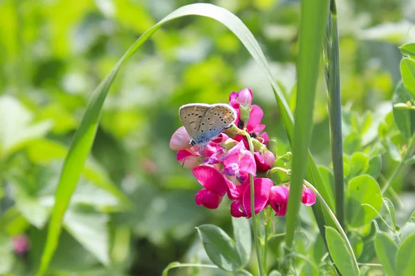 Blå Fjäril Rosa Blomma — Stockfoto