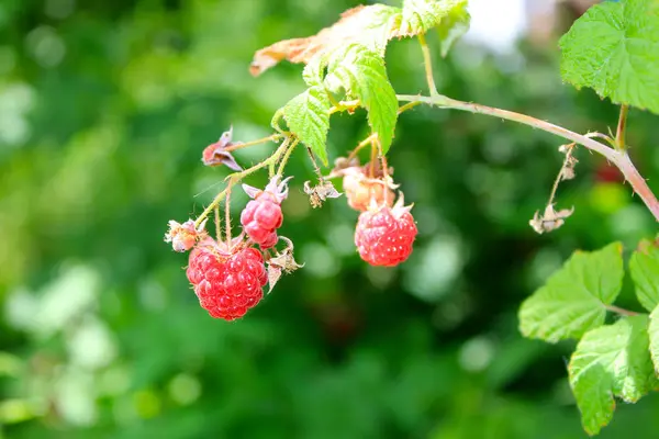 Bouquet Framboises Mûres Sur Buisson — Photo