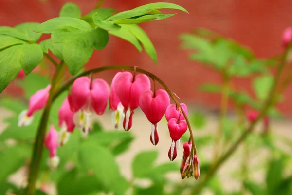 pembe kalp şeklinde çiçekler ile çiçek sapı