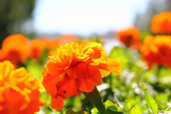 Flor Laranja Canteiro Flores Perto — Fotografia de Stock